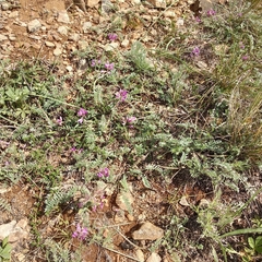 Oxytropis teres