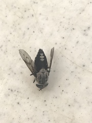 Tabanus trimaculatus