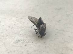 Tabanus trimaculatus