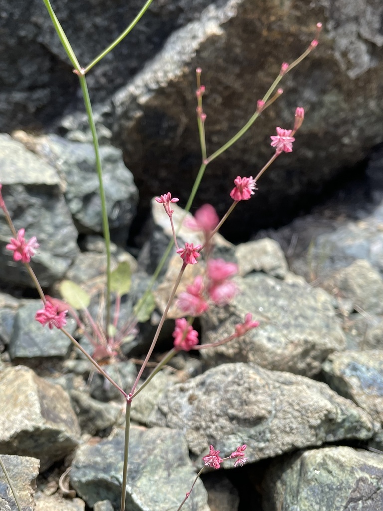 Eriogonum luteolum var. caninum