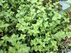 Hypericum anagalloides