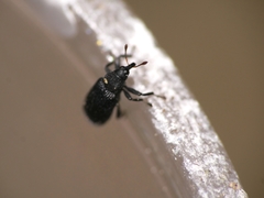 Magdalis ruficornis