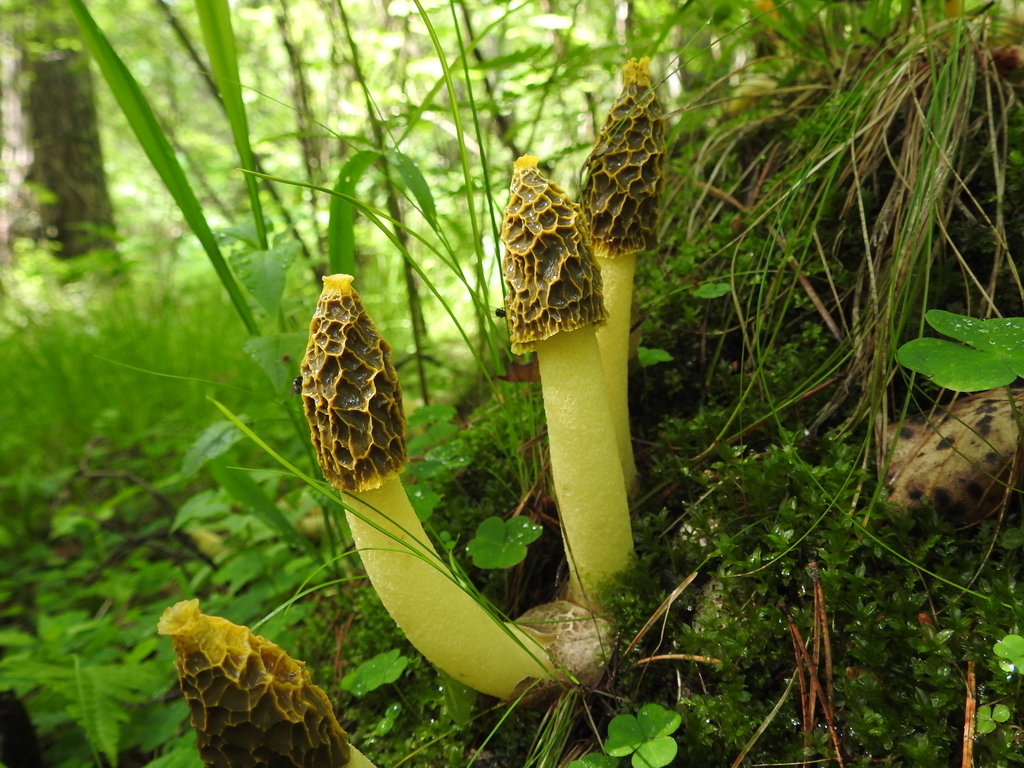 Phallus flavocostatus