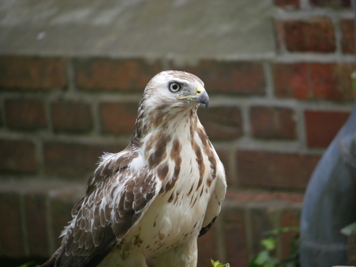 Busardo ratonero (Buteo buteo)
