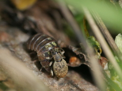 Peritelus sphaeroides