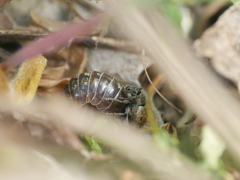 Peritelus sphaeroides