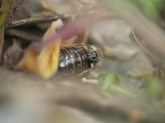 Peritelus sphaeroides