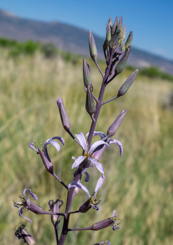 Howell's Thelypody (Thelypodium howellii)