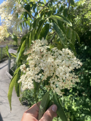 Blue elderberry (Sambucus cerulea)