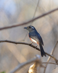 Gray-Throated Chat photo 2