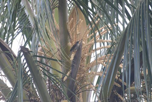 White-bellied Honeyeater (Gliciphila notabilis), photo 5
