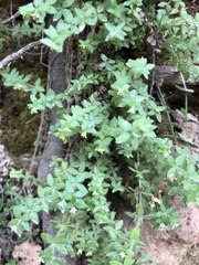 Galium californicum