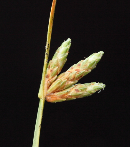 Isolepis cyperoides