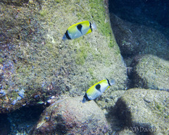 Chaetodon unimaculatus