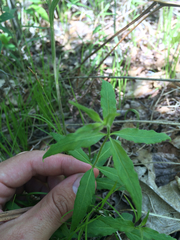 Lysimachia quadrifolia