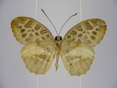 Catuna crithea