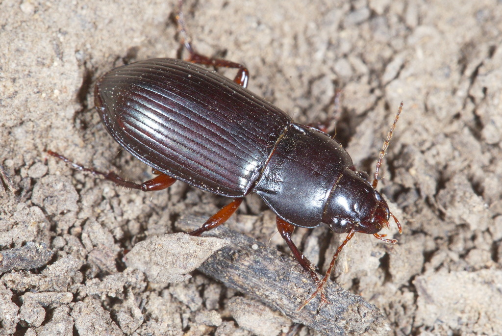 Amara fodinae