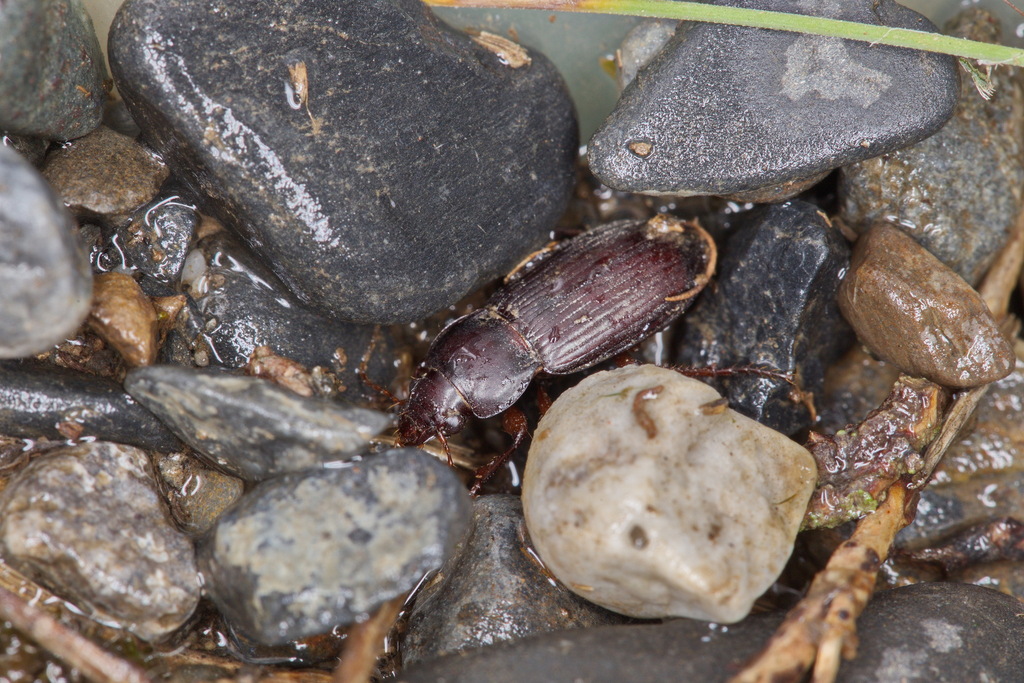 Amara castanea