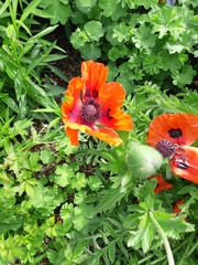 Papaver × pseudo-orientale