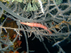 Oxycirrhites typus