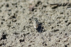 Habroscelimorpha dorsalis