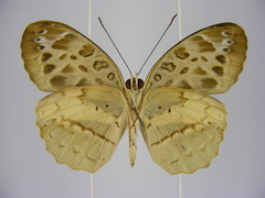 Catuna crithea