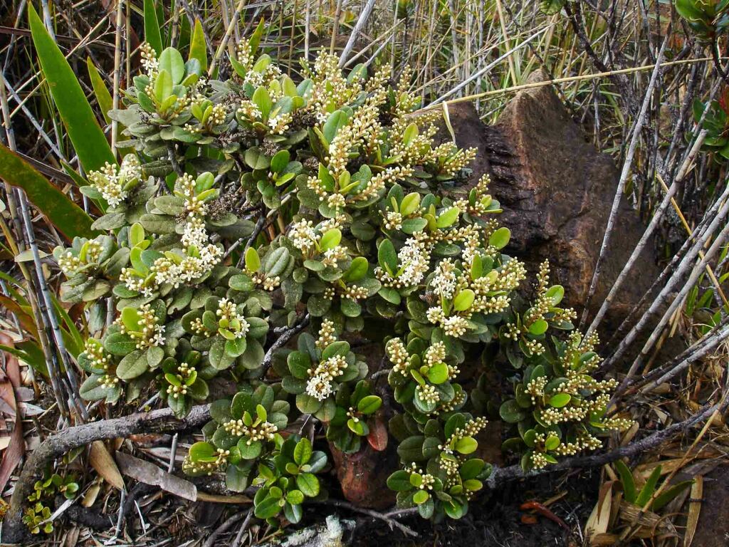 Quintinia oreophila