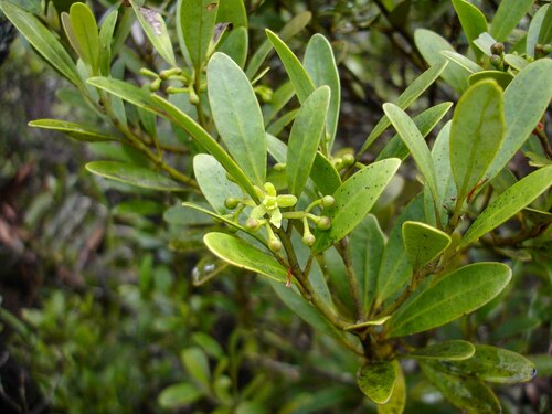 Zygogynum tieghemii observed 2006-11-26