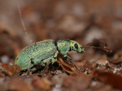 Phyllobius argentatus