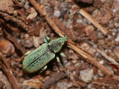 Phyllobius argentatus