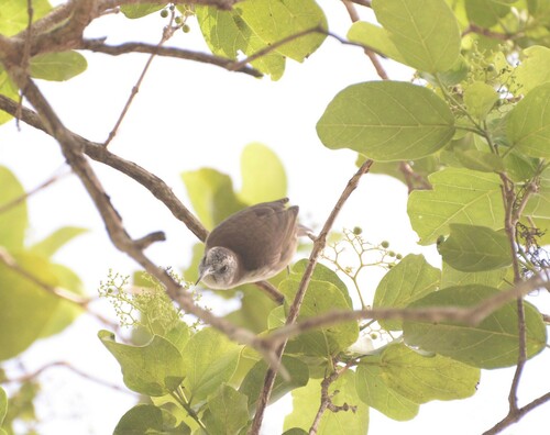 White-bellied Honeyeater (Gliciphila notabilis), photo 4