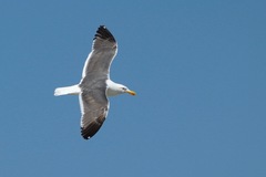 Larus argentatus × dominicanus