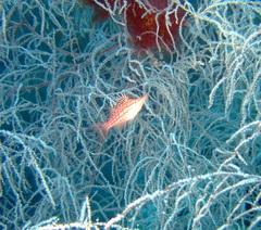 Oxycirrhites typus