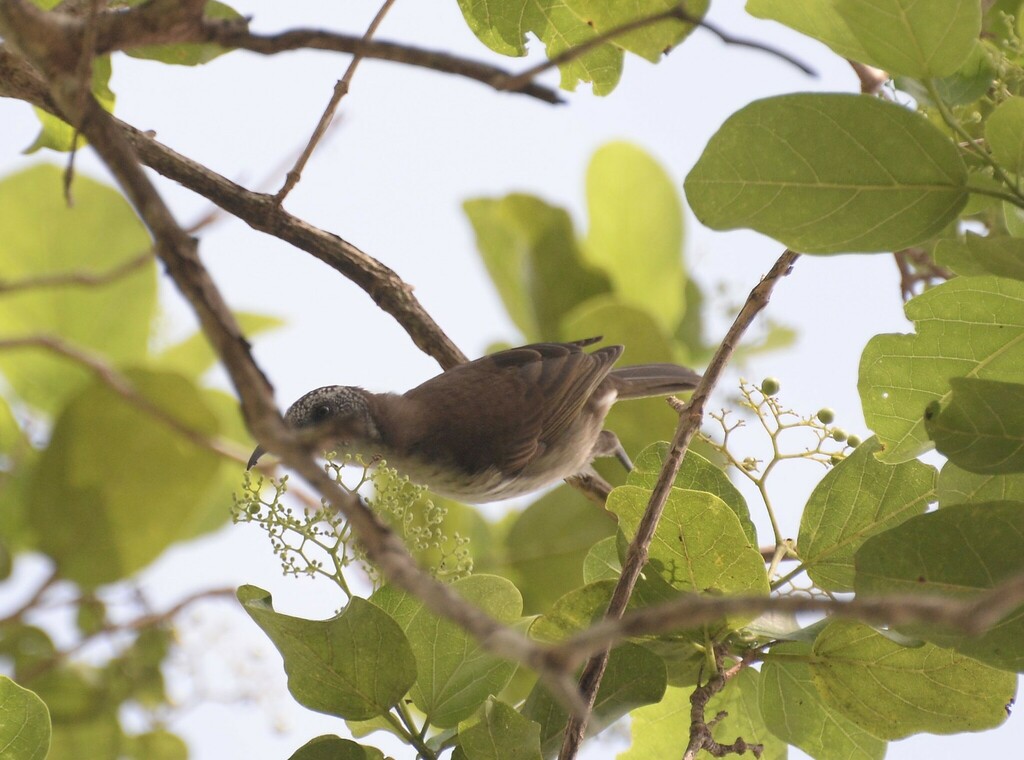 Vanuatu Honeyeater photo