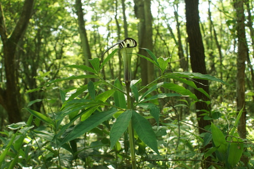 Arisaema longilaminum iNat (2)