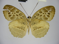 Catuna crithea