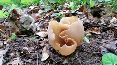 Fungi