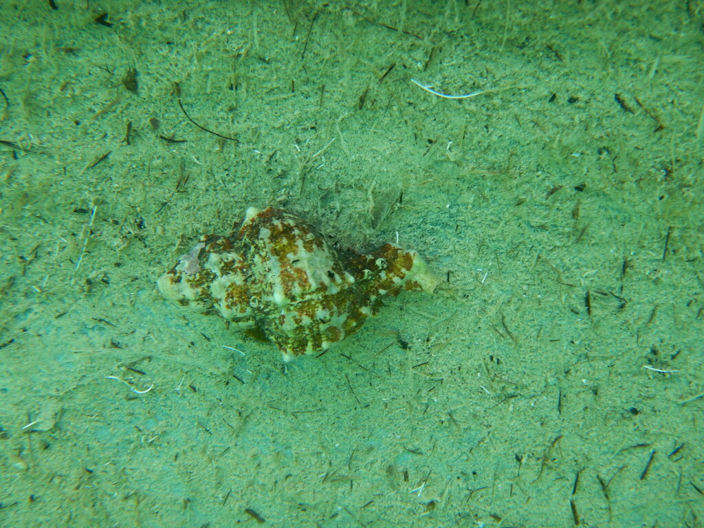 Murex Pantolon main image 1