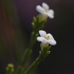 Lachnaea pusilla