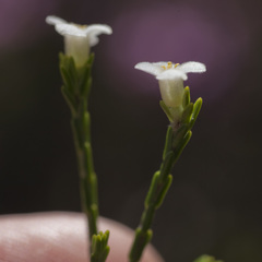 Lachnaea pusilla