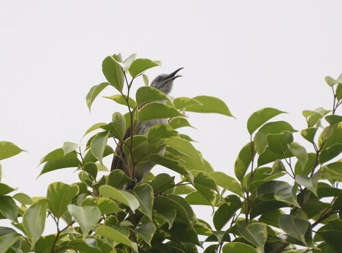 White-bellied Honeyeater (Gliciphila notabilis), photo 3