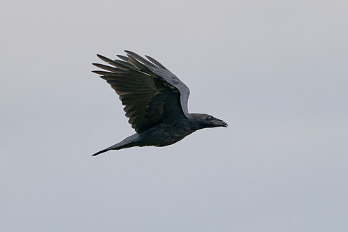 Cuervo grande (Corvus corax)