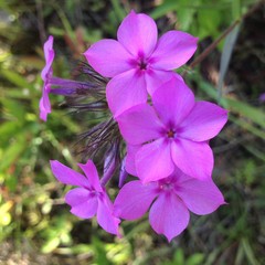 Phlox amoena lighthipei