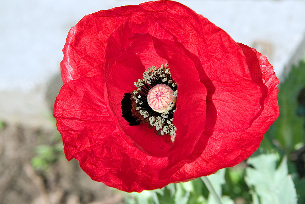 Papaver glaucum