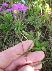 Phlox amoena lighthipei