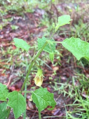 Physalis arenicola