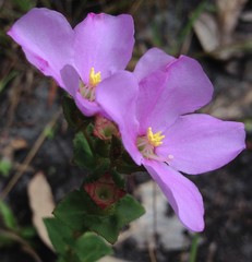 Rhexia nuttallii