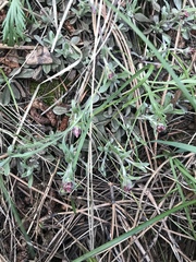 Antennaria rosea