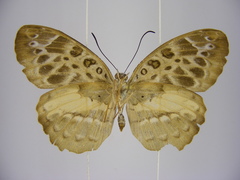 Catuna crithea