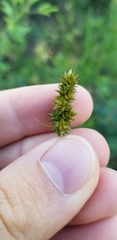 Carex muehlenbergii